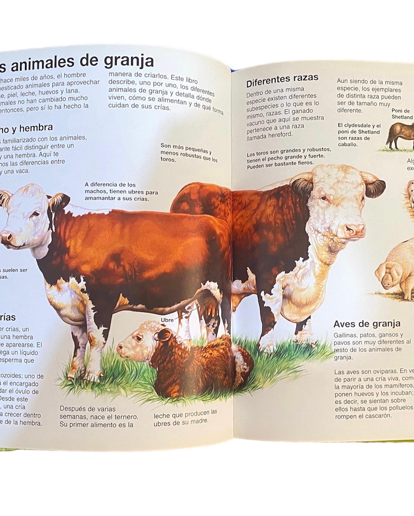 Libro Infantil - Animales de la Granja