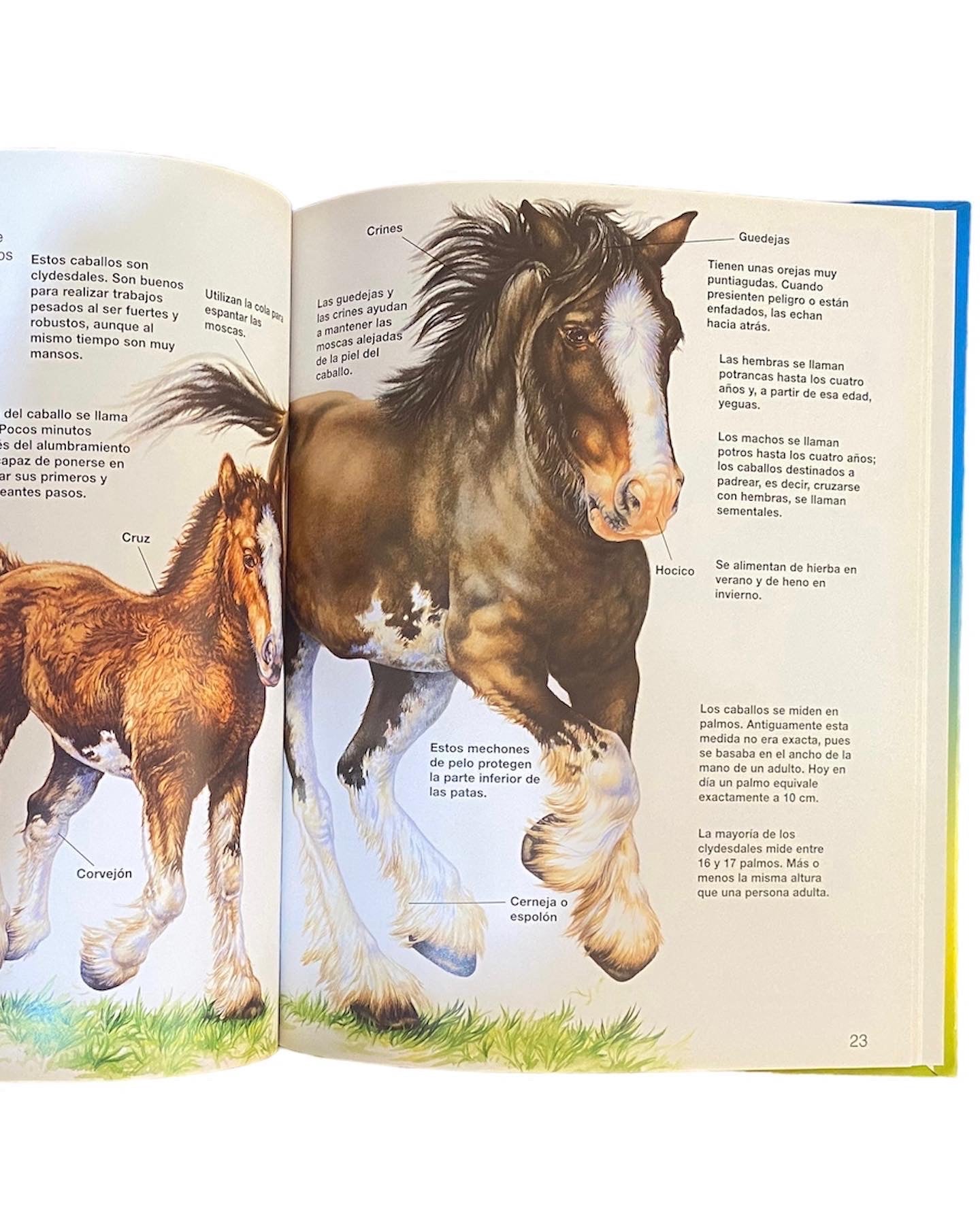 Libro Infantil - Animales de la Granja